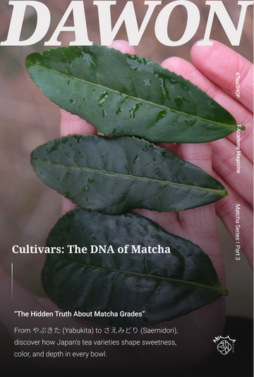 Understanding Matcha Cultivars: Yabukita, Okumidori & Samidori | KTeashop Zürich