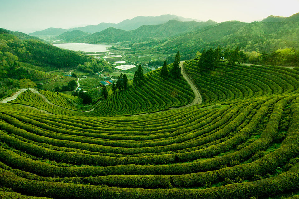 Discover the Terroir Differences Between Korean and Japanese Green Tea