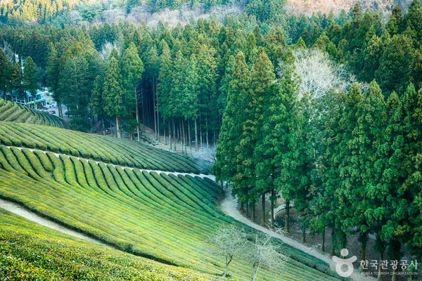 Why Korean Green Tea Is So Rare: Korean Tea Grades Explained