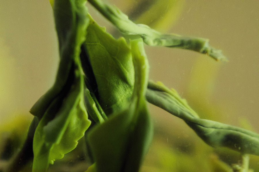 A tea leaf opening in hot water