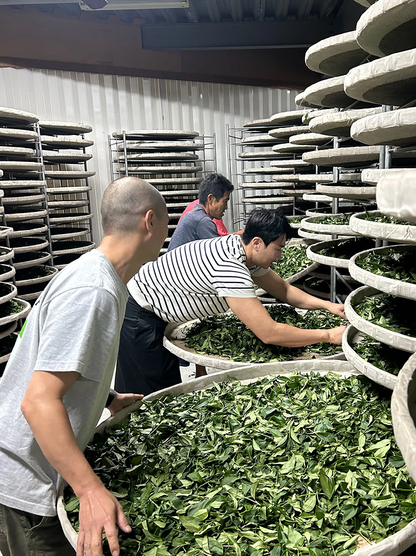 Thé Oolong de haute montagne d'Alishan – Récolte d'automne 2024 (T-12 Sijichun) par le maître de thé Mitch-Chung 