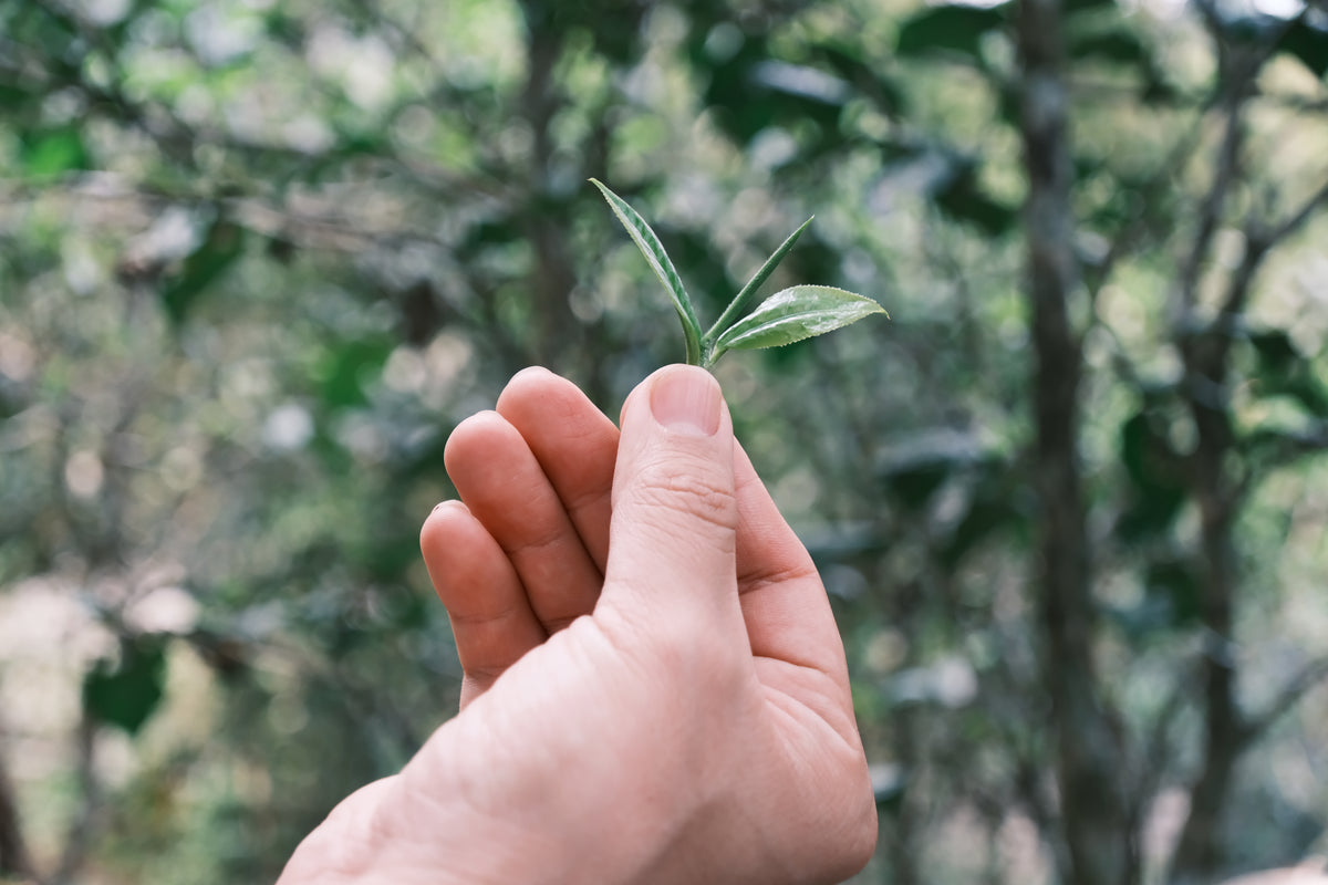 A hand holding a fresh tea shoot of a bud and two leaves