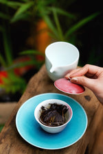 Jade Ivory Tea brewing — ancient tree single bud in gaiwan