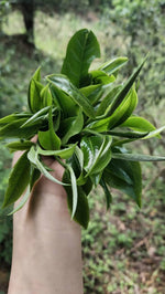 Jade Ivory Tea close-up — fine white down on single bud