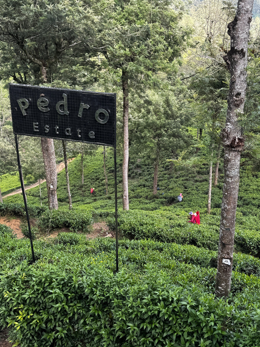 Pedro Estate, Nuwara Eliya