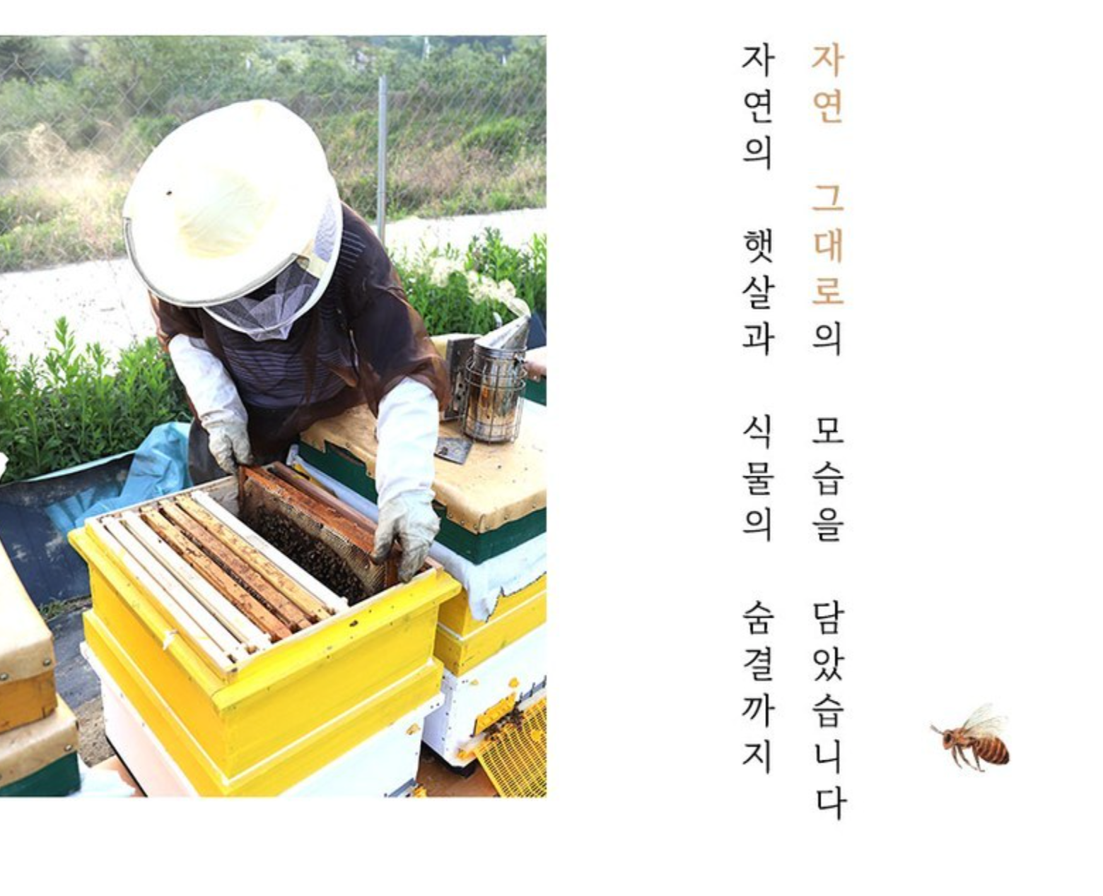 Premium Korean Honey Sticks Set |Acacia Honey, Wildflower Honey, Chestnut Honey| 30 sticks