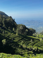 Sri-Lanka Tea estate 
