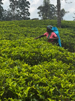 Nuwara Eliya Oolong tea FOP1 — Special Edition